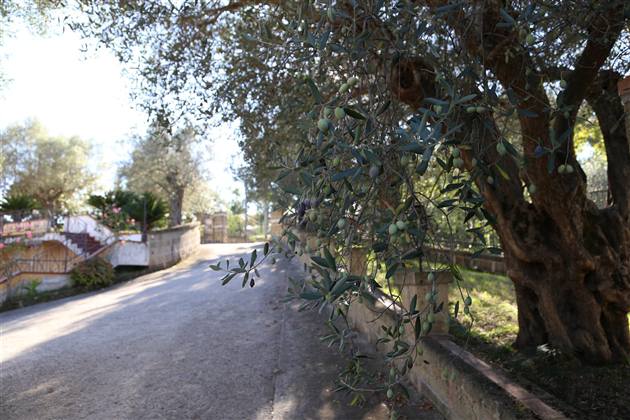 Ulivi lungo il viale